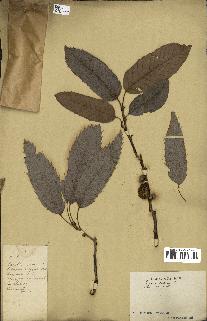 spécimen de Quercus acutissima