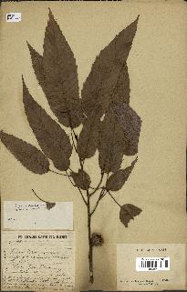spécimen de Quercus acutissima