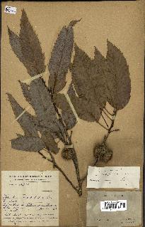 spécimen de Quercus acutissima