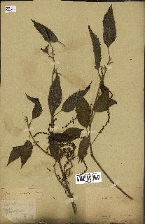 spécimen de Quercus acutissima