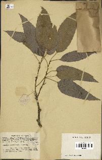 spécimen de Quercus acutissima