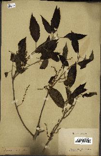 spécimen de Quercus acutissima