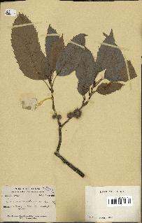 spécimen de Quercus acutissima