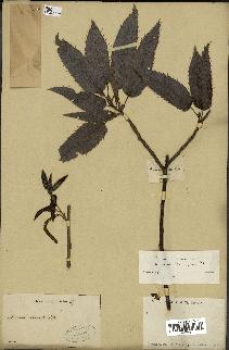 spécimen de Quercus acutissima