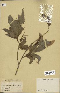spécimen de Quercus acutissima
