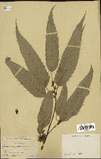 spécimen de Quercus acutissima