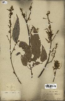spécimen de Quercus acutissima