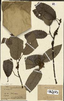 spécimen de Quercus acutissima