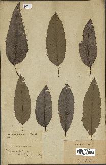 spécimen de Quercus acutissima