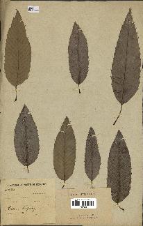 spécimen de Quercus acutissima