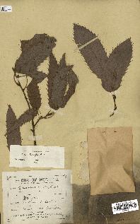spécimen de Quercus acutissima
