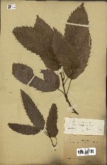 spécimen de Quercus acutissima