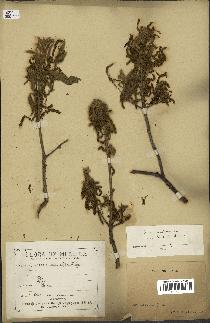 spécimen de Quercus acutissima