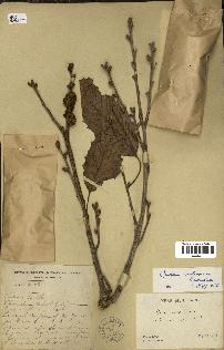spécimen de Quercus acutissima