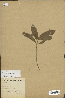 spécimen de Quercus acutissima