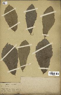 spécimen de Quercus acutissima