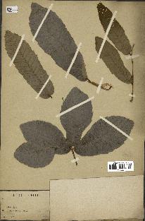 spécimen de Quercus acutissima