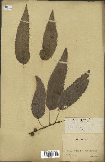 spécimen de Quercus acutissima