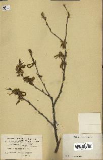 spécimen de Quercus acutissima