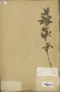 spécimen de Quercus acutissima