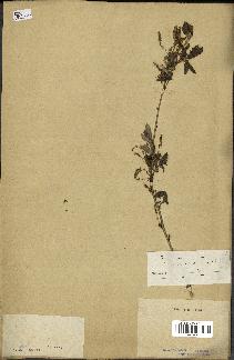 spécimen de Quercus acutissima