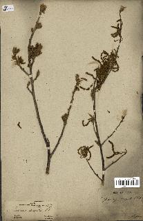 spécimen de Quercus acutissima