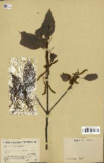 spécimen de Quercus acutissima