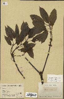spécimen de Quercus acutissima
