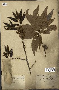 spécimen de Quercus acutissima