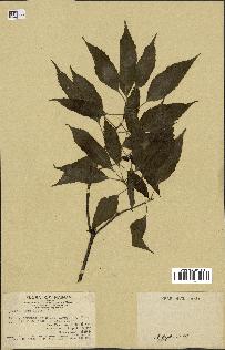 spécimen de Quercus acutissima