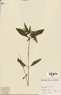 spécimen de Cannabis sativa