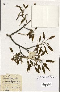 spécimen de Quercus acutissima