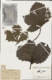 spécimen de Quercus mongolica