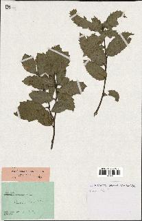 spécimen de Quercus ilex