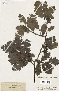 spécimen de Quercus pubescens