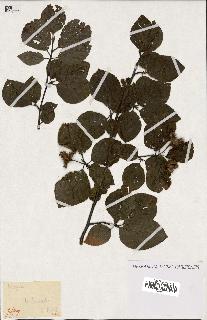 spécimen de Fagus sylvatica