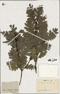 spécimen de Quercus pubescens