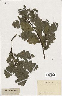 spécimen de Quercus pubescens