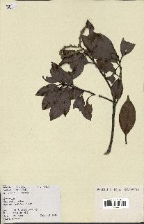 spécimen de Lithocarpus sp.