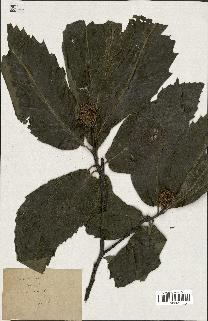 spécimen de Castanea sativa