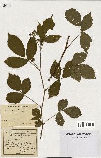 spécimen de Rubus hebecaulis