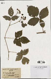 spécimen de Rubus caesius x bifrons