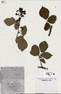 spécimen de Rubus macrostachys