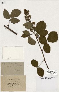 spécimen de Rubus macrostachys