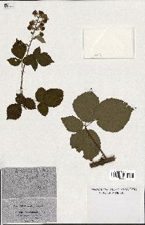 spécimen de Rubus macrostachys