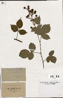 spécimen de Rubus macrostachys