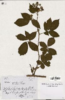 spécimen de Rubus macrostachys