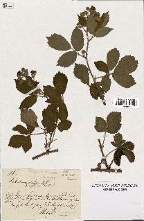 spécimen de Rubus macrostachys