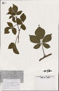 spécimen de Rubus macrostachys