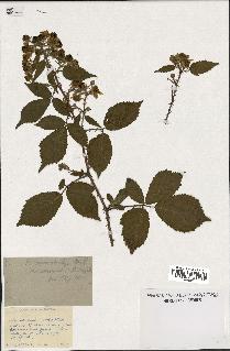 spécimen de Rubus macrostachys